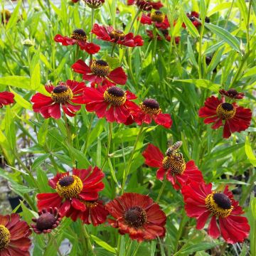 Sonnenbraut (Helenium autumnale) Red Shades