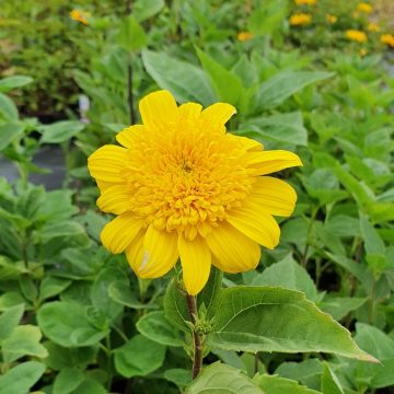 Stauden-Sonnenblume (Helianthus decapetalus) Double Whammy