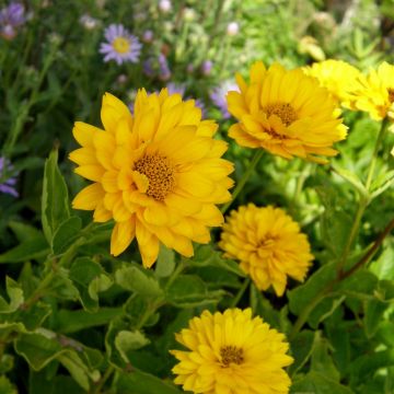 Sonnenauge (Heliopsis helianthoides var. scabra) Summer Sun