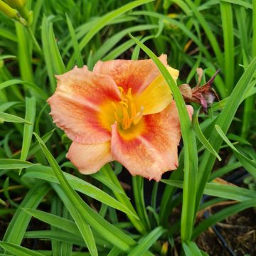 Remontierende Zwerg-Taglilie (Hemerocallis) EVERY DAYLILY Cerise
