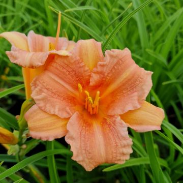 Remontierende Zwerg-Taglilie (Hemerocallis) EVERY DAYLILY Pink Wing