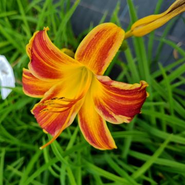 Remontierende Zwerg-Taglilie (Hemerocallis) EVERY DAYLILY Red Rib