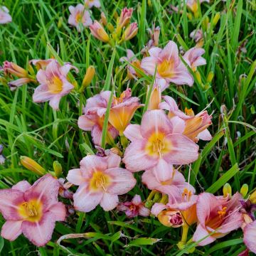 Remontierende Zwerg-Taglilie (Hemerocallis) EVERY DAYLILY Rose