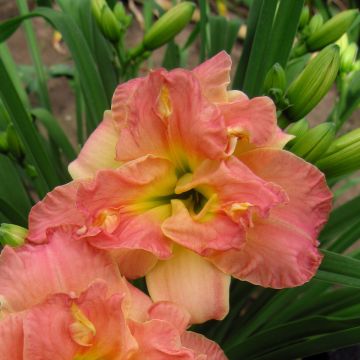 Taglilie (Hemerocallis) Lacy Doily