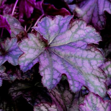 Purpurglöckchen (Heuchera) Blackberry Jam