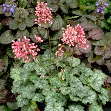 Zwerg-Purpurglöckchen (Heuchera) LITTLE CUTIES Peppermint
