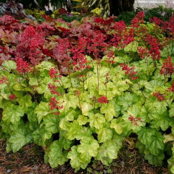 Purpurglöckchen (Heuchera villosa) Tokyo