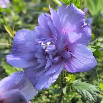 Echter Roseneibisch (Hibiscus syriacus) Blue Chiffon