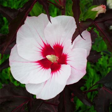 Riesen-Hibiskus (Hibiscus moscheutos) CAROUSEL Jolly Heart®