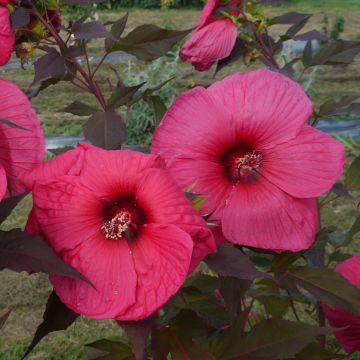 Riesen-Hibiskus (Hibiscus moscheutos) PLANET Griotte Tangri®
