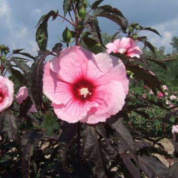 Riesen-Hibiskus (Hibiscus moscheutos) Summer Storm®