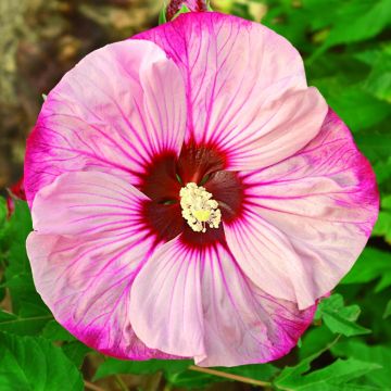 Riesen-Hibiskus (Hibiscus moscheutos) SUMMERIFIC Cherry Cheesecake®