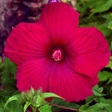 Riesen-Hibiskus (Hibiscus moscheutos) SUMMERIFIC My Valentine®