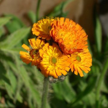 Orangerotes Habichtskraut (Hieracium aurantiacum ) 