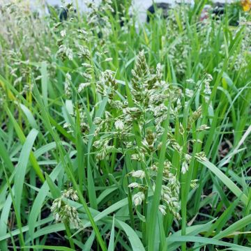 Duftendes Mariengras (Hierochloe odorata) 