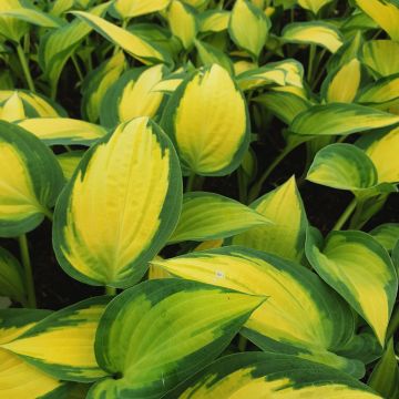 Funkie (Hosta x cultorum) Orange Marmelade®