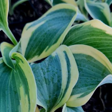 Funkie (Hosta) Autumn Frost