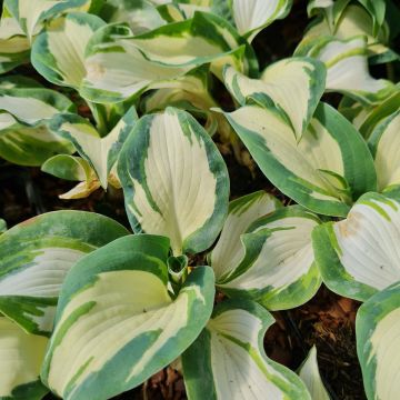 Bergfunkie (Hosta sieboldiana) Hans