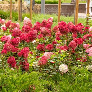 Rispenhortensie (Hydrangea paniculata) Wims Red