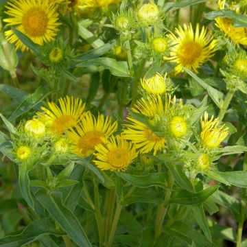 Echter Alant (Inula helenium) 