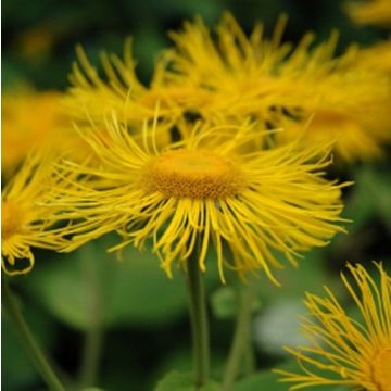 Riesen-Alant (Inula magnifica) 