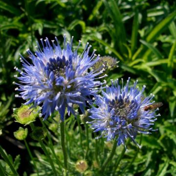 Bergsandglöckchen (Jasione montana) Blue Light