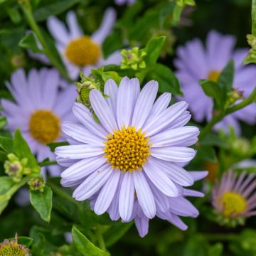 Schönaster (Kalimeris incisa) Blue Star