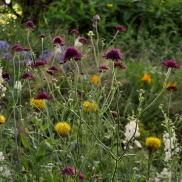 Mazedonische Witwenblume (Knautia macedonica)  Red Knight