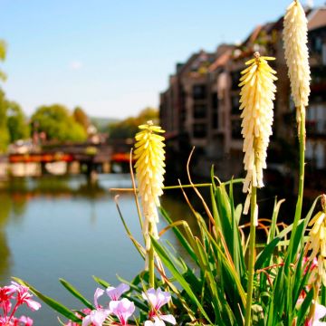 Fackellilie (Kniphofia) Vens Dirk