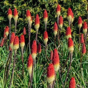 Fackellilie (Kniphofia uvara) Flamenco