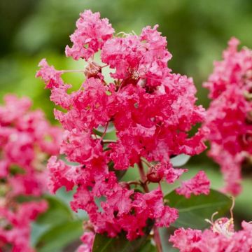 Kreppmyrte (Lagerstroemia indica) Coral FILLI