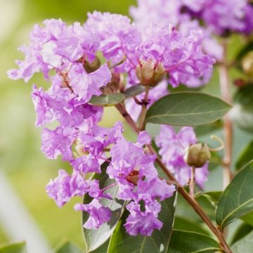 Kreppmyrte (Lagerstroemia indica) Violet FILLI