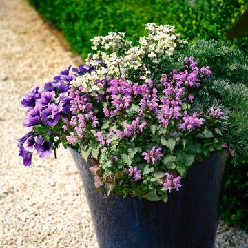 Gefleckte Silber Taubnessel (Lamium) Pink Chablis