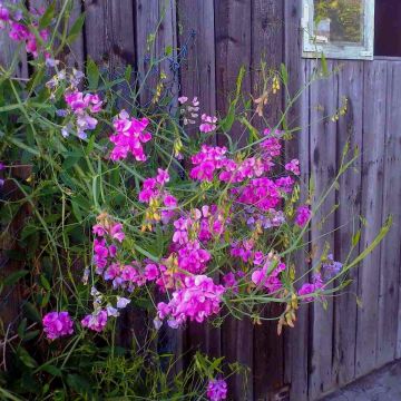 Staudenwicke (Lathyrus latifolius) Rosa PERLE