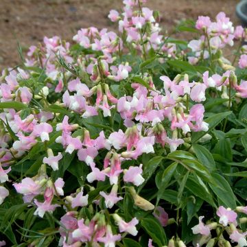 Frühlings-Platterbse (Lathyrus vernus) Little Elf