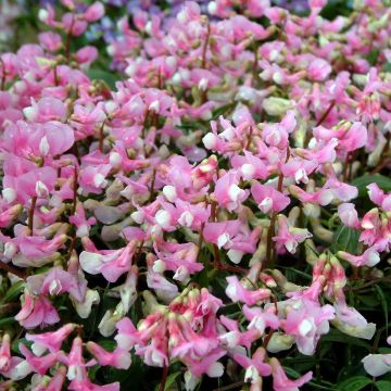 Frühlings-Platterbse (Lathyrus vernus) Rosa