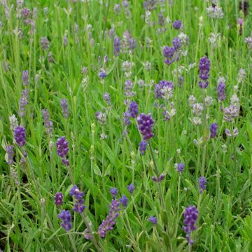 Lavendel (Lavandula angustifolia) Dunkle Hidcote Compact