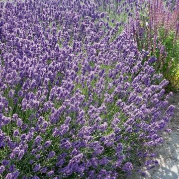 Lavendel (Lavandula angustifolia) Dwarf Blue