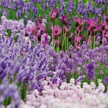 Echter Lavendel (Lavandula officinalis) Tasty Grosso