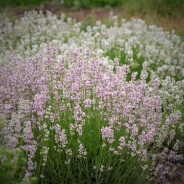 Lavendel (Lavandula angustifolia) Rosea