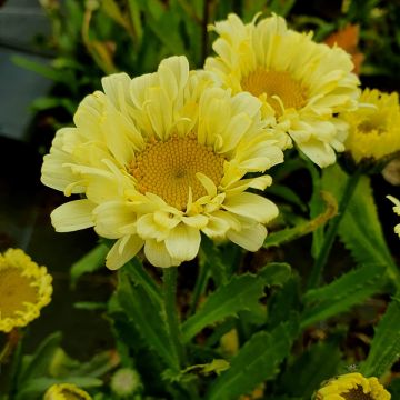 Großblumige Margerite (Leucanthemum x superbum) REAL Dream