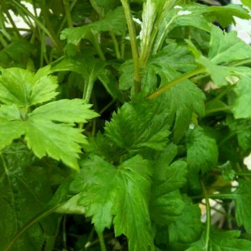 Maggikraut Liebstöckel (Levisticum officinale)