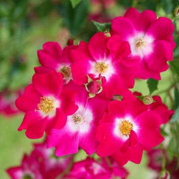 ADR Kletterrose (Züchterrose) Libertas