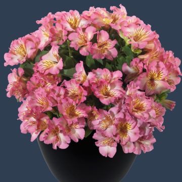 Niedrige Inkalilie (Alstroemeria) INTICANCHA Sunshine