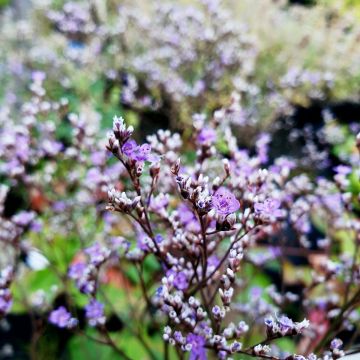 Meerlavendel (Limonium) Blauer Diamant