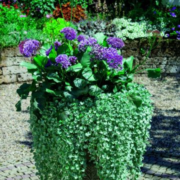 Meerlavendel (Limonium) Purple Parachute