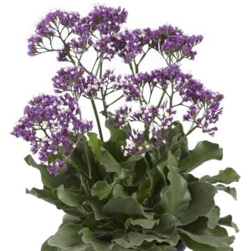 Breitblättriger Meerlavendel (Limonium sinuatum) Salt Lake®