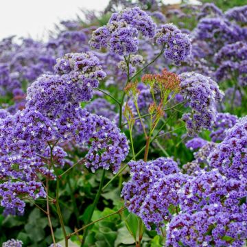 Meerlavendel (Limonium) Purple Parachute