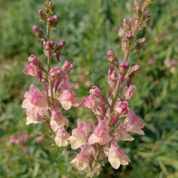 Hohes Leinkraut (Linaria) Peachy