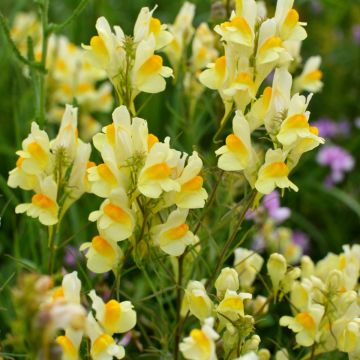 Echtes Leinkraut (Linaria vulgaris)